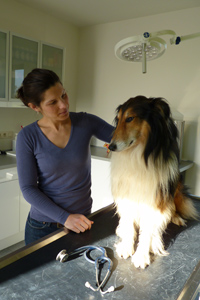 Verzorging kleine huisdieren